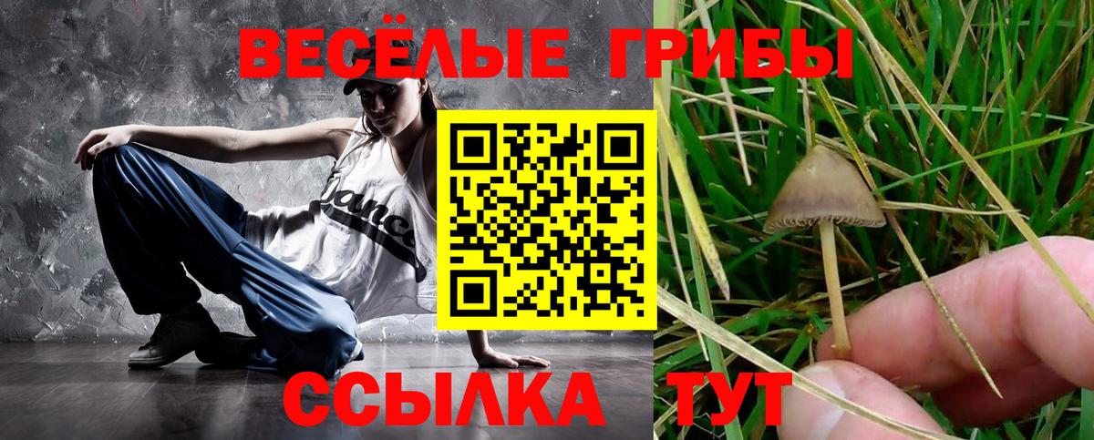 Галлюциногенные грибы Psilocybe Мурманск